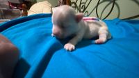 Maltese Puppies for sale in Council Bluffs, Iowa. price: NA