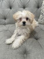 Maltese Puppies for sale in Sterling Heights, Michigan. price: $850