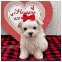Maltese Puppies for sale in Texas City, Texas. price: NA