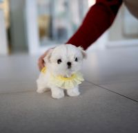 Maltese Puppies for sale in Abbeville, Alabama. price: $700
