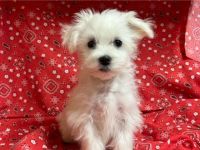 Maltese Puppies for sale in Jonestown, TX, USA. price: $1,200