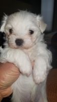 Maltese Puppies for sale in Roseville, California. price: $2,000