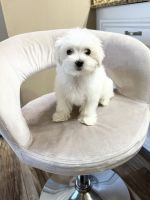 Maltese Puppies for sale in Humble, Texas. price: $1,200