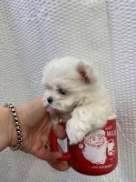 Maltese Puppies for sale in Apollo Beach, Florida. price: $1,700