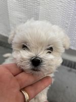 Maltese Puppies for sale in Apollo Beach, Florida. price: $1,500