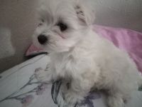 Maltese Puppies for sale in Carrollton, Texas. price: $750