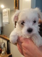 Maltese Puppies for sale in Vancouver, Washington. price: NA