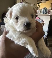 Maltese Puppies for sale in Dallas, Texas. price: $700