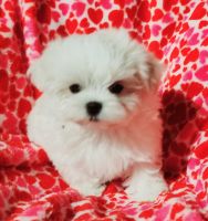 Maltese Puppies for sale in Brandon, Mississippi. price: $3,500