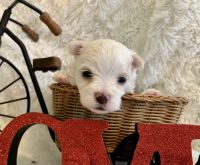 Maltese Puppies for sale in Winslow, Arkansas. price: $800