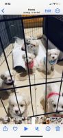Maltese Puppies for sale in California City, CA 93505, USA. price: $950