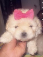 Maltese Puppies for sale in Jacksonville, Florida. price: $1,100