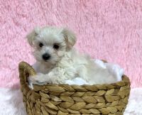 Maltese Puppies for sale in Middlebury, IN 46540, USA. price: $2,250