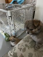 Maltese Puppies for sale in Rootstown, Ohio. price: $500