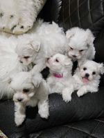 Maltese Puppies for sale in Columbus, GA, USA. price: $1,800