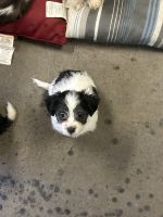 Maltese Puppies for sale in Troy, New York. price: $1,000