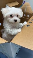 Maltese Puppies for sale in Brooklyn, New York. price: $850