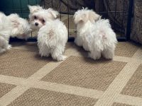 Maltese Puppies for sale in Dallas, Texas. price: $1,000