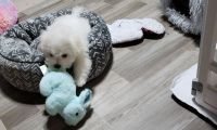 Maltese Puppies for sale in Westminster, MD, USA. price: $120,000