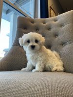 Maltese Puppies for sale in Belle Plaine, MN, USA. price: $1,400