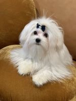 Maltese Puppies for sale in Mechanicsville, Virginia. price: $4,000