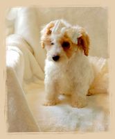 Maltese Puppies for sale in Palm Beach, Florida. price: NA