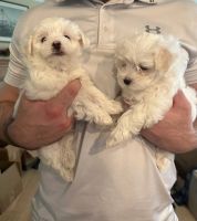 Maltese Puppies for sale in Cheyenne, Wyoming. price: $500