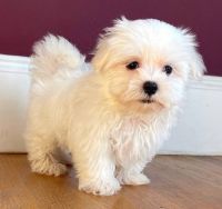 Maltese Puppies for sale in Milwaukee, Wisconsin. price: $500