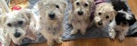 Maltese Puppies for sale in San Francisco, California. price: $1,700