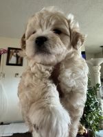 Maltese Puppies for sale in Seal Beach, California. price: $850