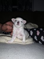 Maltese Puppies for sale in Louisville, KY, USA. price: $600