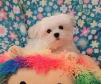 Maltese Puppies for sale in Brandon, Mississippi. price: $2,000