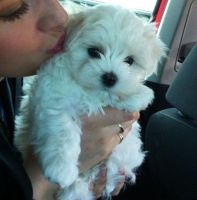 Maltese Puppies for sale in Chicago, Illinois. price: $400