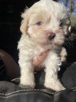 Maltese Puppies for sale in Cypress, Texas. price: $800