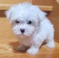 Maltese Puppies for sale in Lawrenceville, Georgia. price: $400