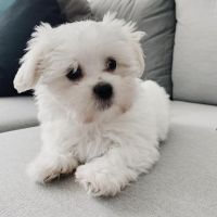 Maltese Puppies for sale in Toronto, Ontario. price: $1,200