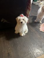 Maltese Puppies for sale in Austin, Texas. price: $500