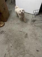 Maltese Puppies for sale in Columbia, South Carolina. price: $500