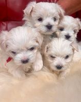 Maltese Puppies for sale in Orland Park, Illinois. price: $1,500