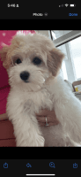 Maltese Puppies for sale in Houston, Texas. price: $700