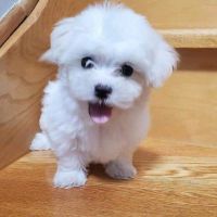 Maltese Puppies for sale in Houston, TX, USA. price: $500