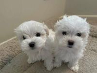 Maltese Puppies for sale in Jersey City, New Jersey. price: $500