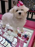 Maltese Puppies for sale in Ft. Lauderdale, Florida. price: $1,200