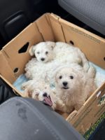 Maltese Puppies for sale in Missouri City, Texas. price: $1,500