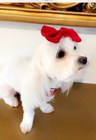 Maltese Puppies for sale in Fort Worth, Texas. price: $1,200