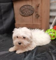 Maltese Puppies for sale in Huntington, Texas. price: $575
