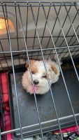 Maltese Puppies for sale in South Holland, Illinois. price: $700