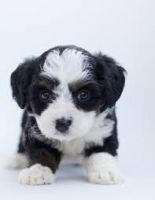 Maltese Puppies Photos