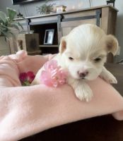 Malti-Pom Puppies for sale in Pflugerville, TX, USA. price: NA