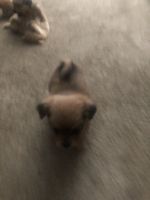 Malti-Pom Puppies for sale in Norcross, GA, USA. price: NA